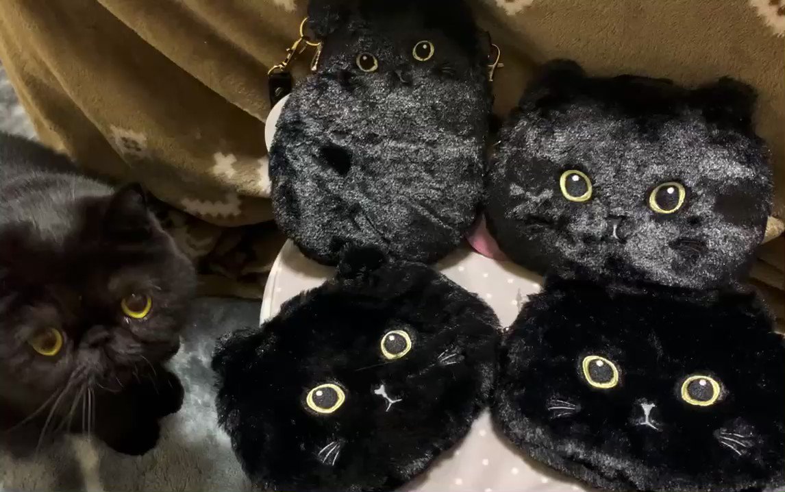 あれ 黒猫ポーチが動いたぞ 本物の猫ちゃんはどれ 仲間をペロペロ毛づくろい まいどなニュース