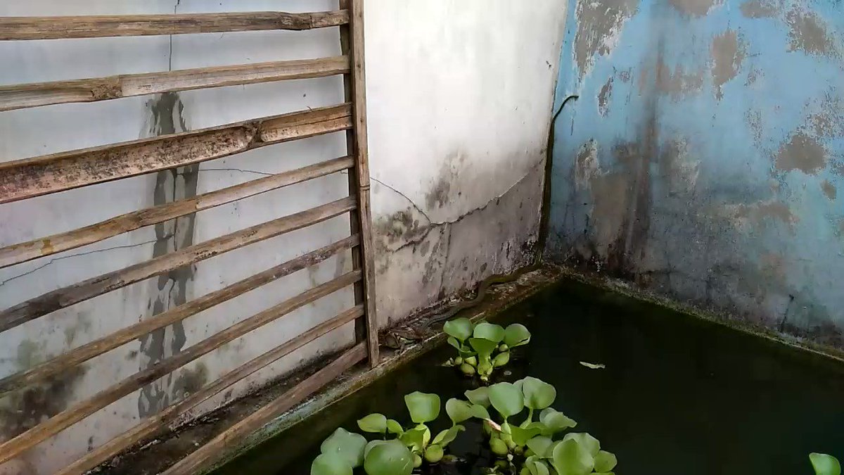 Katta kokraklar filmlarini onlayn tomosha qiling