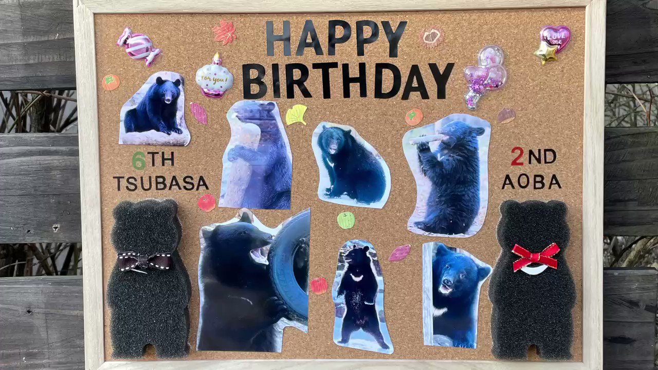 肝油 本日 2 12 のアオバ君 Happy Birthday コルクボードは4人の合作です ネームプレートの上部に掲示して頂きました 八木山のアイドル アオバ君 たくさん食べてツバサ先輩のように大きくなってね 八木山動物公園 ツキノワグマ