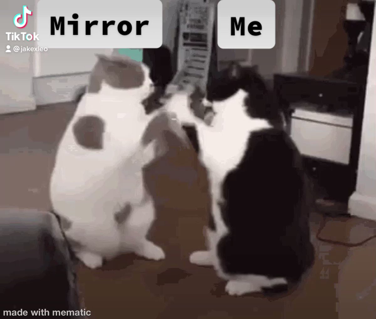 Cats fighting gif