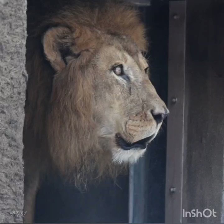 札幌市 円山動物園 ライオンのリッキーが2月13日に死亡 悲しみの声広がる 園内には献花台が 号外net 札幌市西区 手稲区