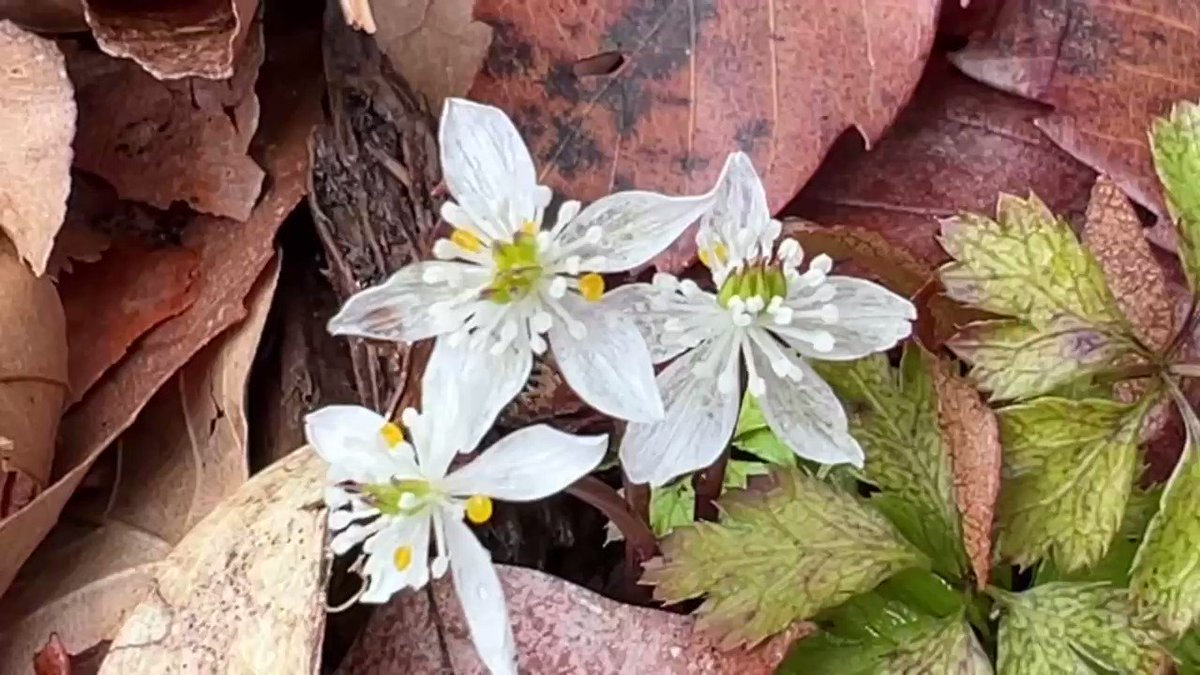 春を呼ぶ小さな花。白いバイカオウレンが星ケ丘公園（三原村）で咲いた。木漏れ日の坂道で輝く雪の花。訪れた女性は「小さくてかわいい花」。朝露に黄色い福寿草も光る。春の足音が高くなってきた。
