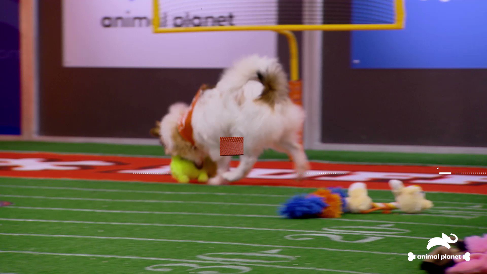 Animal Planet on Twitter: Animal Planet on Twitter: