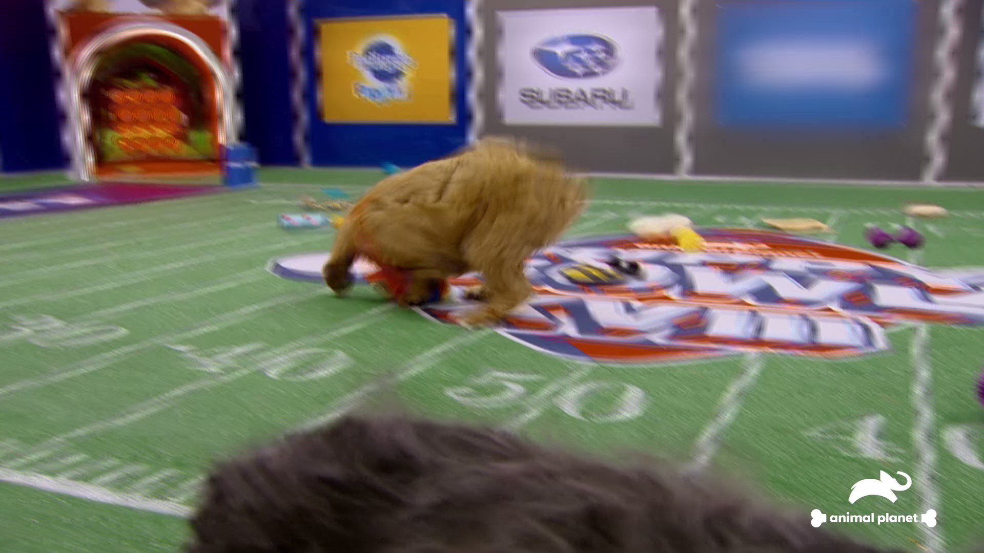 Animal Planet on Twitter: Animal Planet on Twitter: