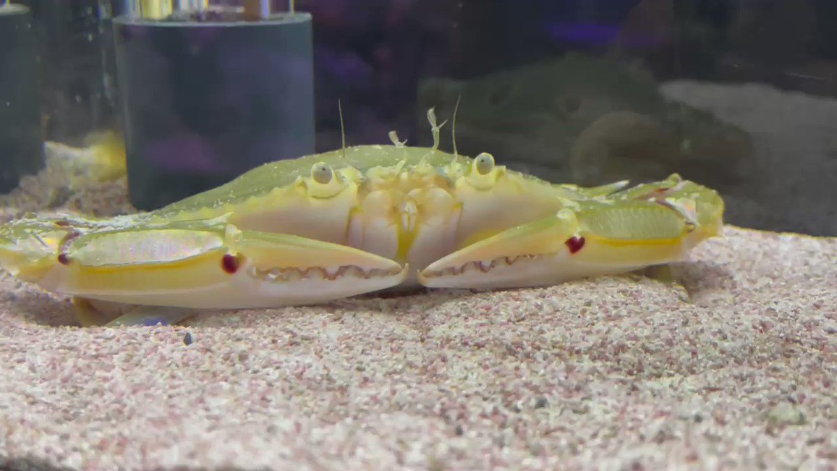 すさみ町立エビとカニの水族館 今日はバレンタイン ということで エビカニ ハート情報 Part1 本日ご来館いただいたお客様が発見して教えてくれましたよ 飼育員は毎日見てるのに気付いてませんでした汗 ジャノメガザミさんの そこがハート