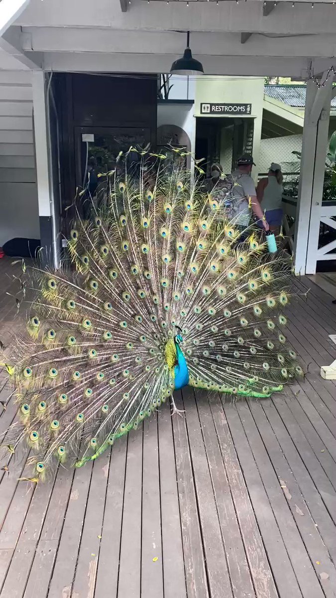 Went to Waimea Falls Park I saw a beautiful Peacock showing off in front of a little girl today.. @OliviadAbo @NanaVisitor @gates_mcfadden @Marina_Sirtis @JewelStaite @NathanFillion @missmorenab @JeriLRyan @GarrettRWang https://t.co/GYNJ2DXzyJ