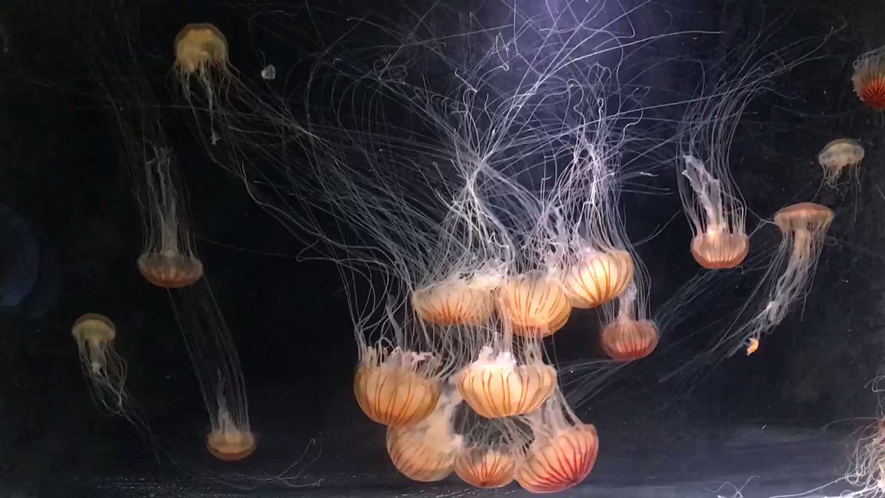 Jelly Style Jelly Style Twitter