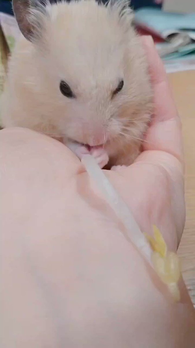 ぼく史上のレアな 手乗りモグモグ動画です ハムスター Hamster キンクマ アニマル Animal ハムスター Hamster キンクマ アニマル Animal ぷー Putaro Pujiro