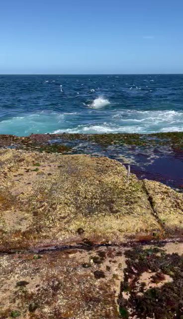 Sydney Shark Attack (Flash Friday #11)