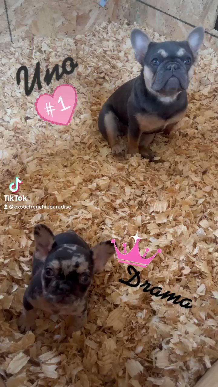 Frenchie paradise hotsell