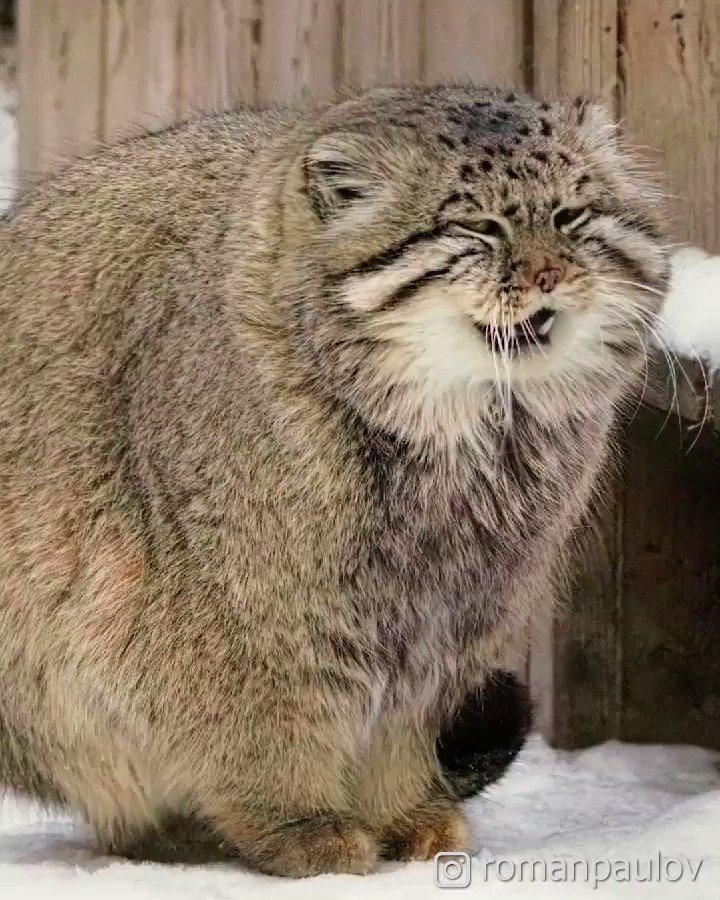 Collection 92+ Pictures Cat Stands On Tail In Snow Latest