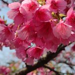 鹿児島 砂むし温泉 指宿白水館(Hakusuikan)のツイート画像