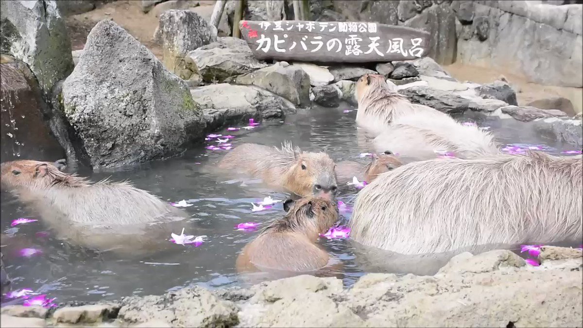 Dobby The Capybara Hippopotatomus Twitter Dobby The Capybara Hippopotatomus Twitter