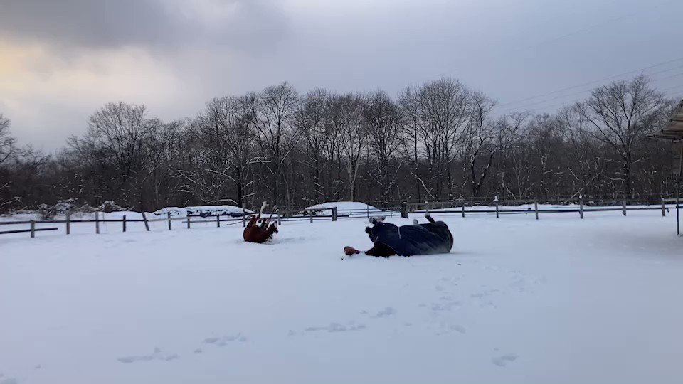 ララフォーナ🐴😍😍😍
お元気で嬉しいよ😢💓💓💓 