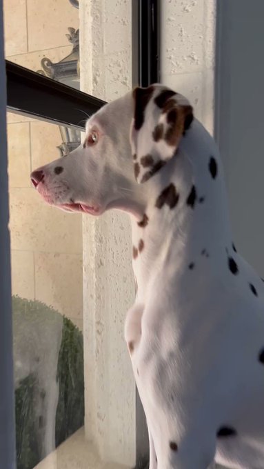 Can we just start a thread of our fur babies only??? I’ll start , https://t.co/UJRlInHF8M