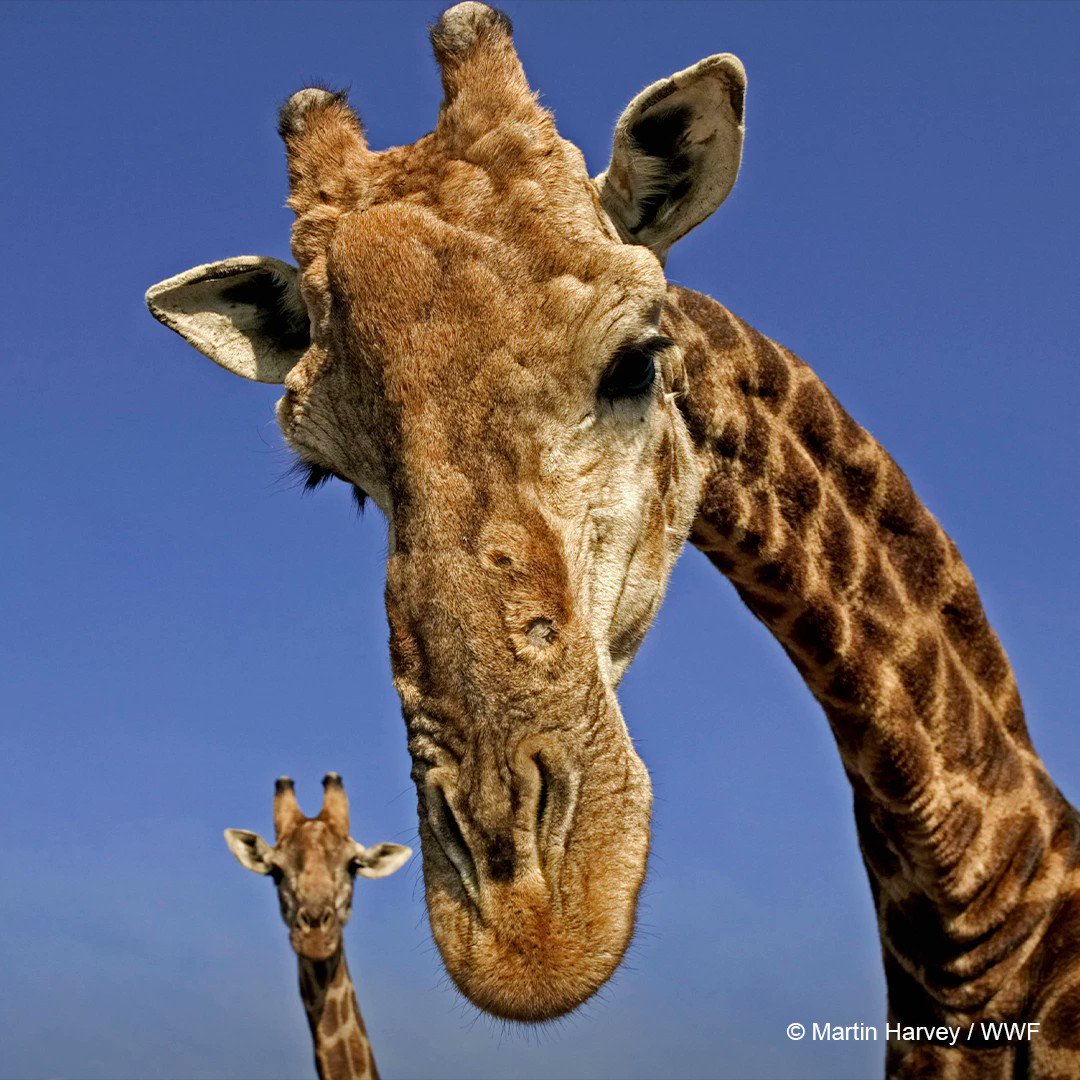 WWF on Twitter: WWF on Twitter: