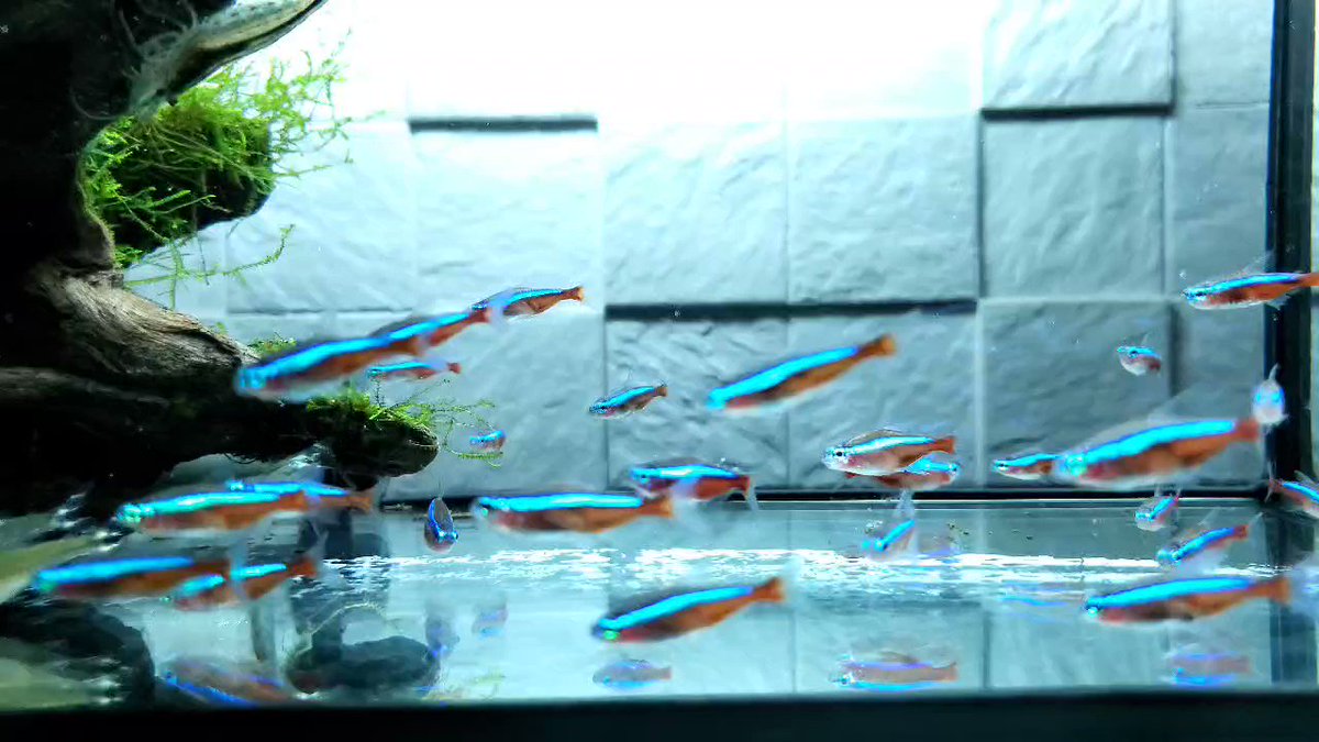 Petsandaquatics Pandaquatics Twitter
