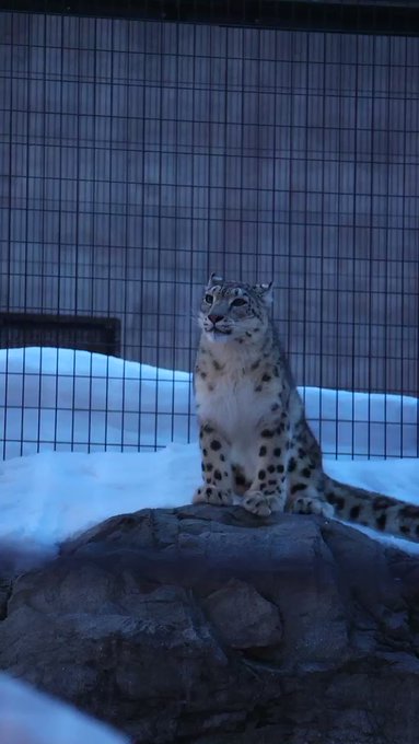 ユーリの鳴き声。早く帰りたいよって甘えてる声かな。#ユーリ #juri #ユキヒョウ #snowleopard #旭山動