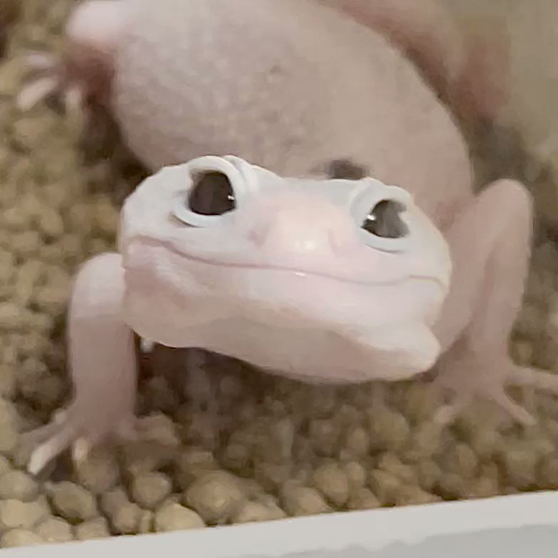 種類豊富な品揃え 2個セット!ボールパイソン爬虫類飼育ケージ(ケース ...