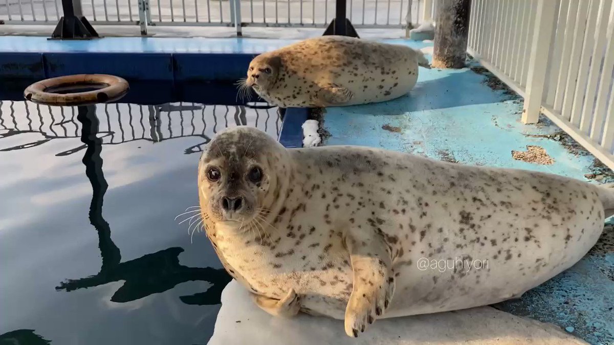 アザラシシーパラダイス 公式 Aguhiyori Twitter