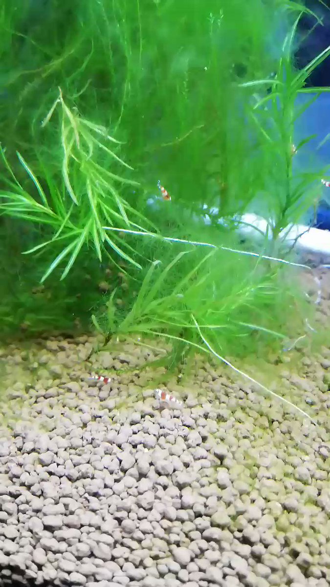 11 脱皮不全を起こして死にそうになっているエビを目撃した 最近のエビの死亡はこのような脱皮不全だったのかもしれない 前半身は脱ぐことができたらしく半分だけの抜け殻がある 無事に脱ぐことができるだろうか Tos T Co Dyhuftcinh Twitter