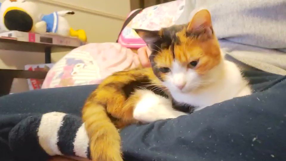 キャットみーちゃん Cat in Atami goes viral for ukiyo-e demon-like looks - YouTube