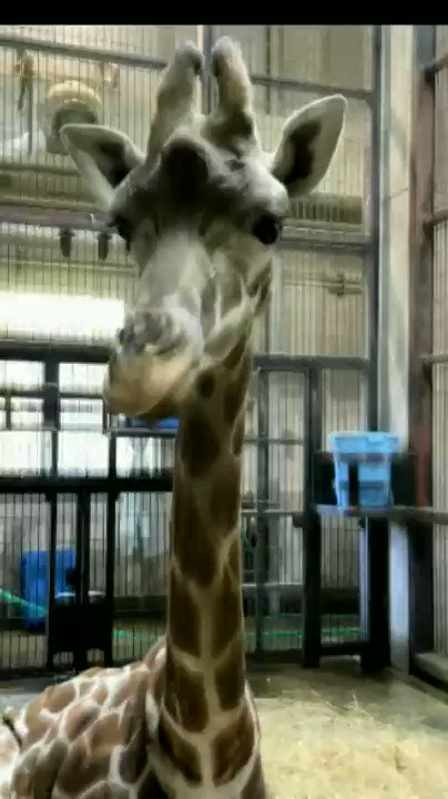 八木山動物公園フジサキの杜 公式 キリン の アイ が部屋でゆっくりしながら 反すう をしていました 他の 反すう動物 に比べ キリンは首が長いので食べ物が戻ってくる様子がわかりやすいのではないでしょうか また 反すうした食べ物で口を
