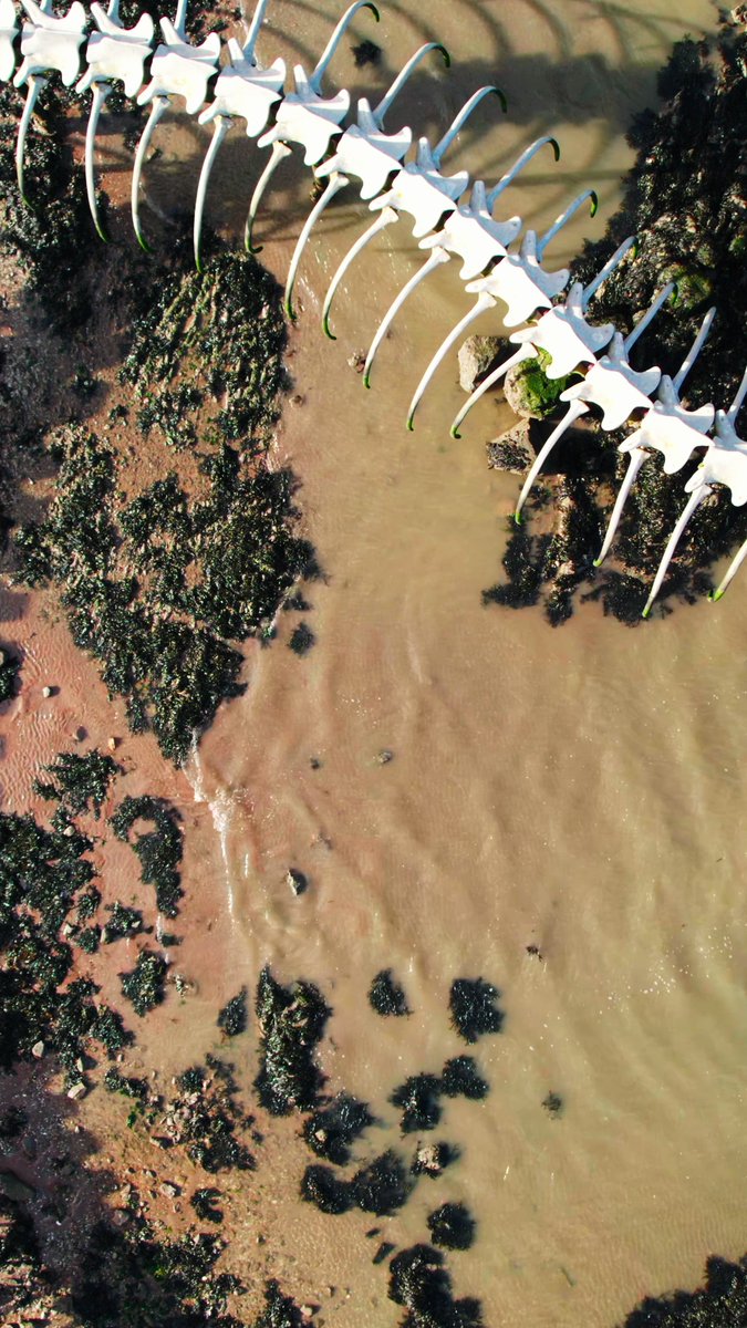 Giant 'Snake Skeleton' On Google Maps Sparks Titanoboa Theories, But