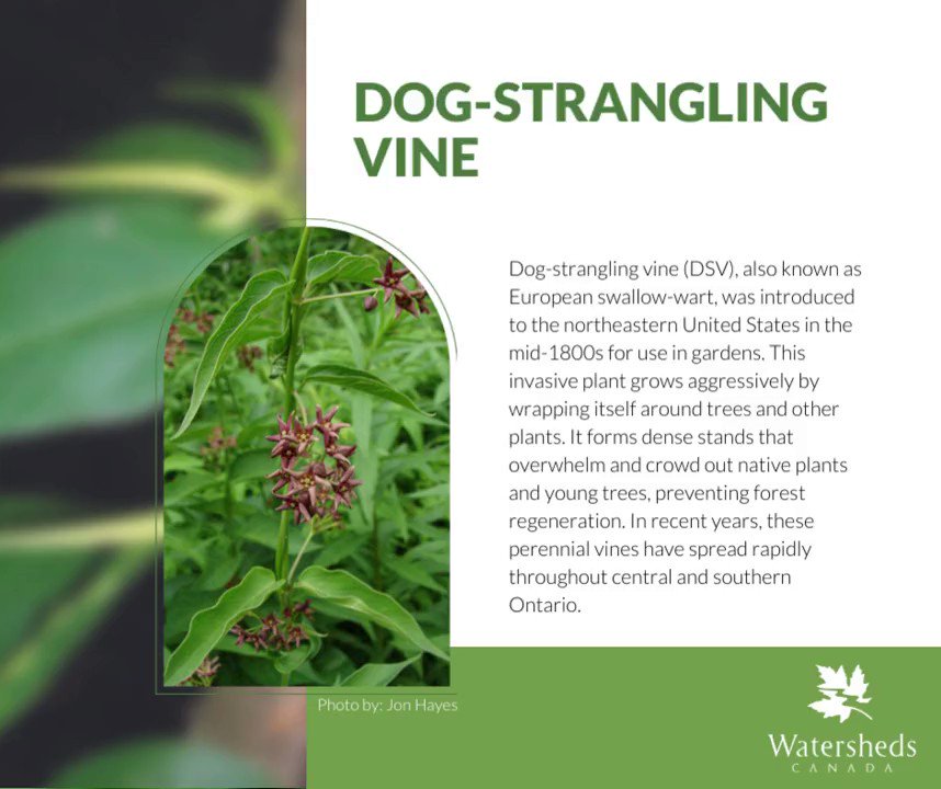 where is the dog strangling vine found