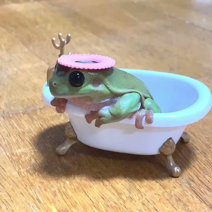 悲報‼飼い主があげたシャンプーハットをカエルにぶん投げられるWWW