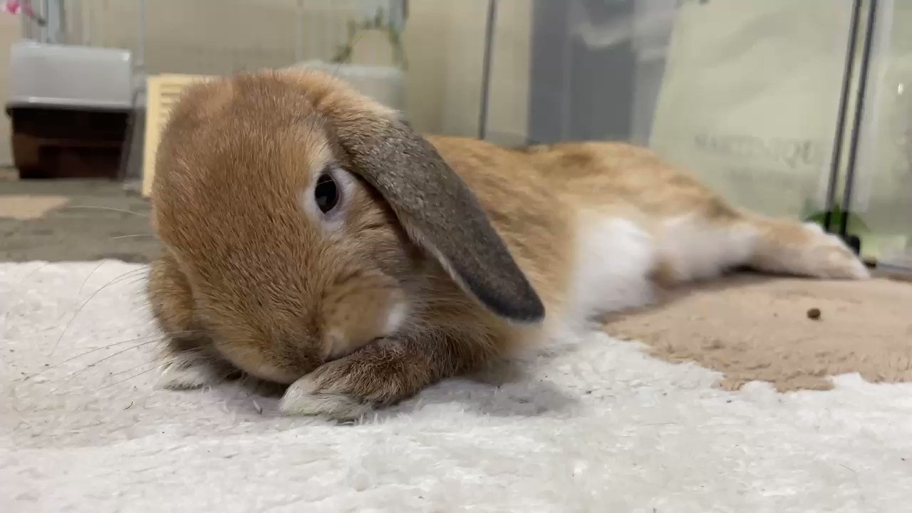 もみじとみう🐰🍁🤎 (@momiji__1102) / X