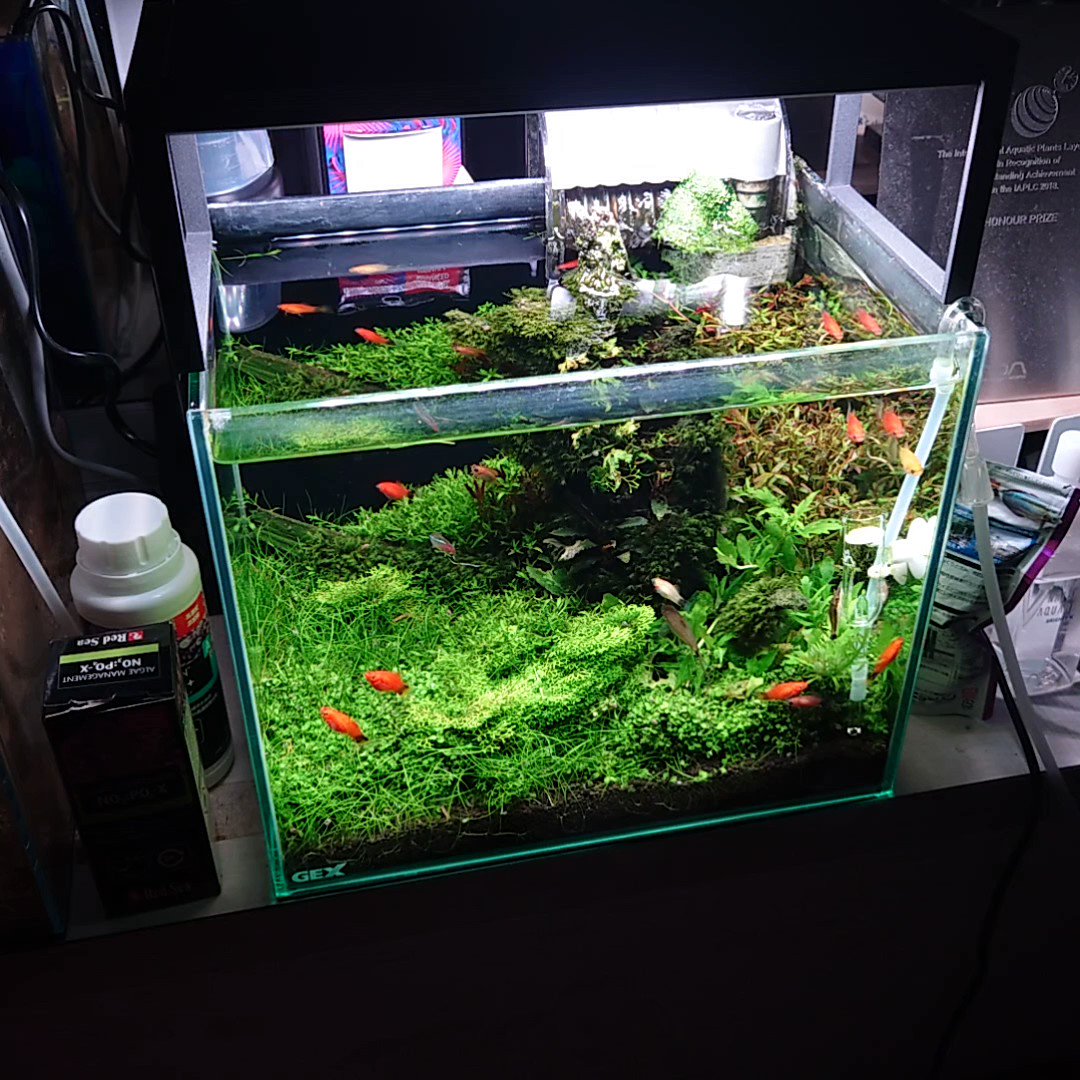 水草水槽 長期維持のコツ ー硬度を下げること 肥料添加がポイント ー Ordinary Aquarium 水草水槽 長期維持のコツ ー硬度を下げること 肥料添加がポイント ー Ordinary Aquarium
