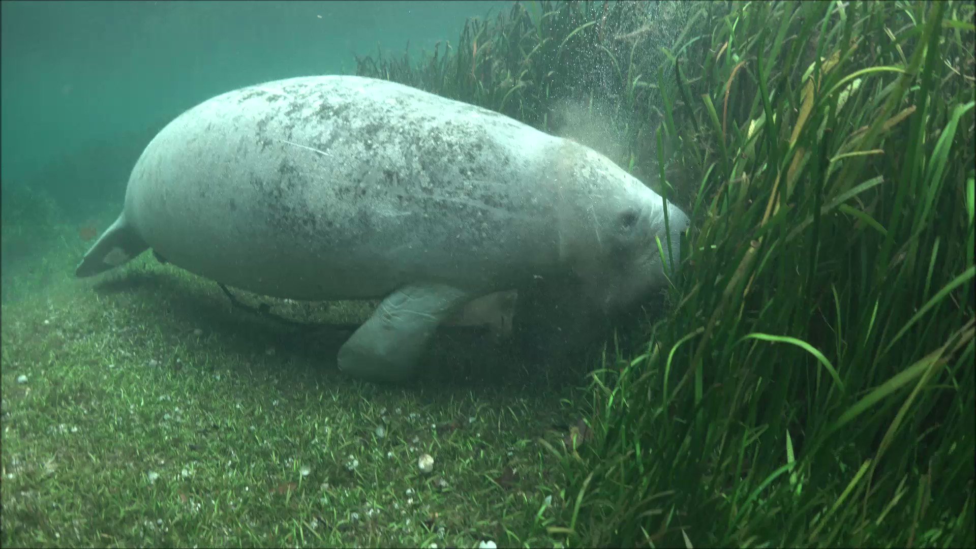 Manatee Eating Seagrass