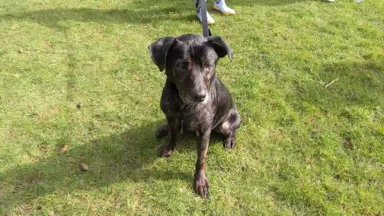 The Limelight Pet Project on Twitter "Pepper is quite a catch! This 7