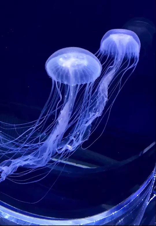 すみだ水族館 公式 一日ひとつ 平和なニュース 3月7日の すみだhappyheadlines シンクロするアマクサ クラゲ ゆっくりと拍動がシンクロする様子を見ていると心がととのう気がする と飼育スタッフ T Co Bkgkc22jlk Twitter