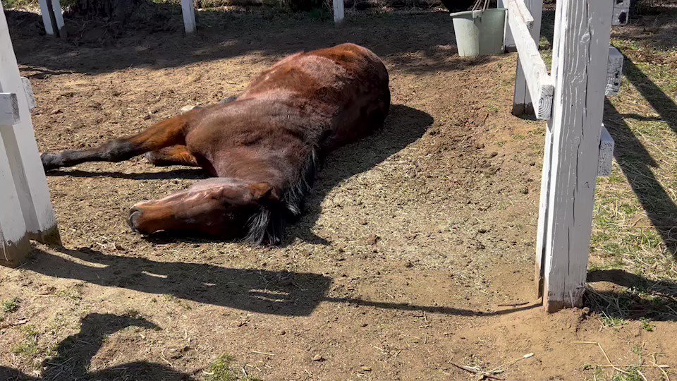 爆睡だね😪💤
ジュフォンくん🤗 