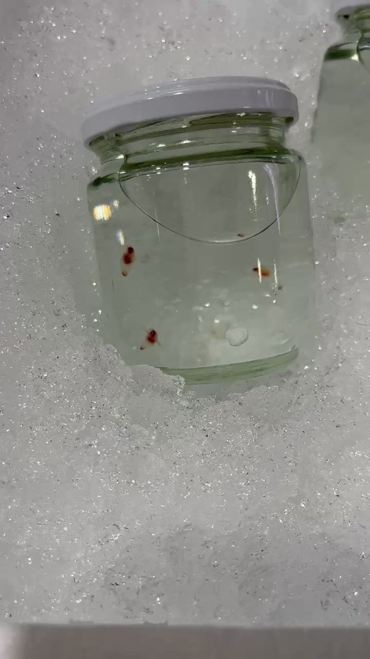 ふみよきん 行きつけのスーパー ペットショップではありません の お魚コーナーで 何故が クリオネ 販売中 確かに貝だけど イクタフード T Co Jb7tppd2bh Twitter