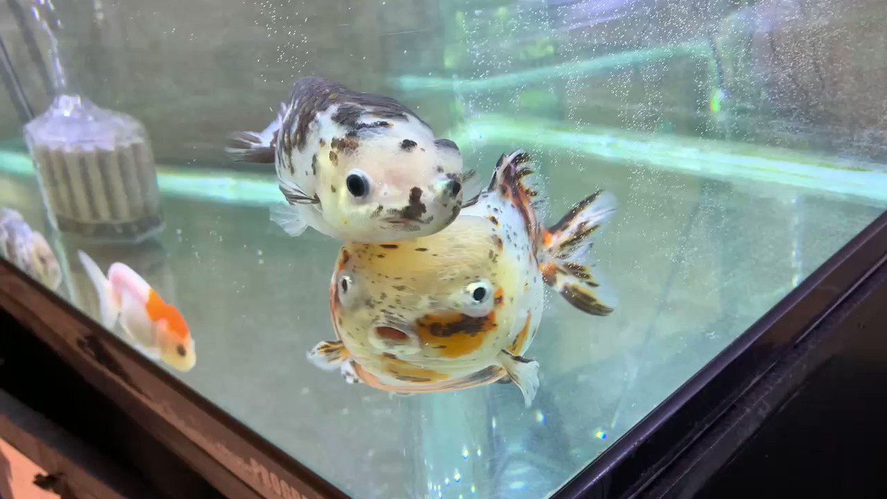 ゆる く金魚 Zpjvvjuhxbpfujh Twitter