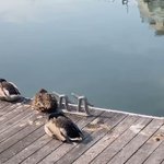 可愛すぎる!寝てる鴨の観察…のはずが寝ぼけて川に!？