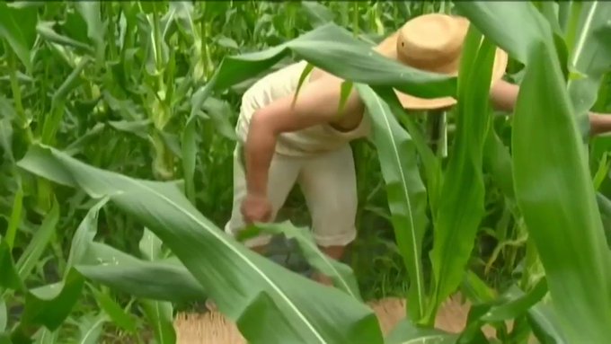 田舎の畑で繰り広げられる情事。
男は妻が妊娠中のためヤリたくてしかだがない!!
女も旦那が使い物にならいため、欲求不満。そんな二人が畑で出会い、互いの性器を擦り合いやがて絶頂を向かえる…。 https://t.co/xuUEWc7t1U