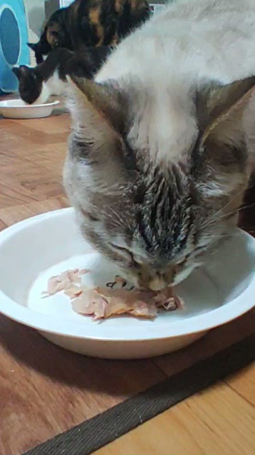 小倉猫茶家 こくらねこちゃや 福岡にある猫カフェ 子猫のへや