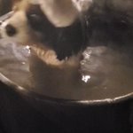 ツイートに含まれる画像