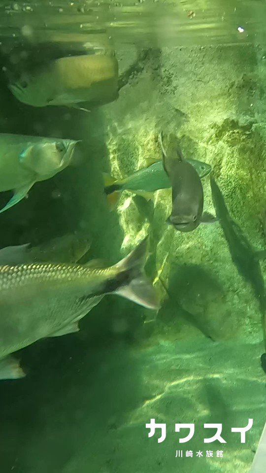 本日は お魚担当クルーのお仕事の一部をご紹介 水槽に潜って水槽の掃除をすることも クルーが順番に行っているんです 魚 たちが移動させてしまった砂や石を整えたり 砂を掃除したりと大忙しです カワスイ 中原区 中原区民ニュース