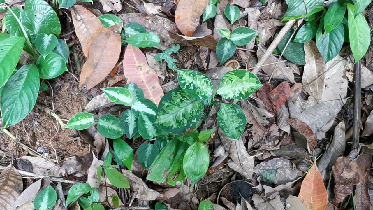 Aglaonema pictumちゃんぷーるfrom Padang Sidempuan【AZ0322-1g