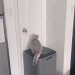 「ジャーンプっ!…あぁぁ～」吸い込まれた猫w