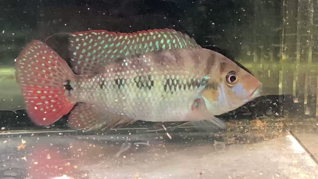 しがみつく 教える コミットメント ツーウェイ 熱帯魚 販売 Takatanousan Jp