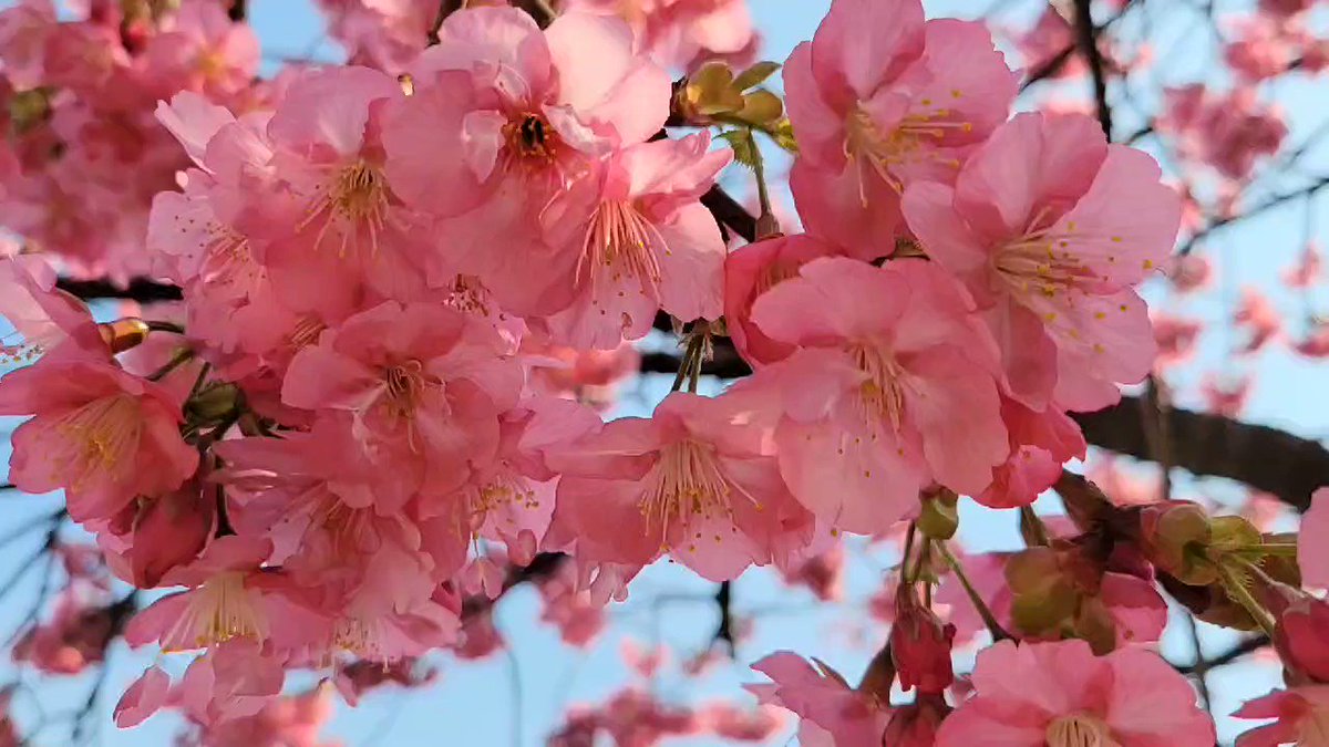 大横川の河津桜 江東区 の 木場公園 の東側を流れる 大横川 沿いには 約105本の 河津桜 の木があります 家族とお 花見しました 満開を迎えそのおかげか 多くの人々で賑わっていました 最寄りは 東京メトロ東西線 木場駅 1番出口 桜