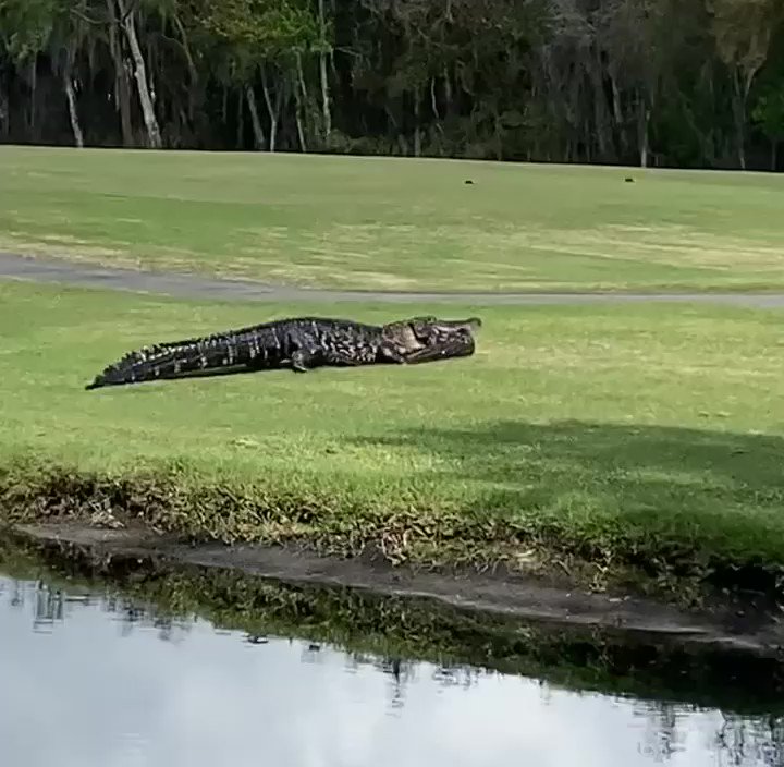 Eʋerglades on Twitter: "This is Grandpappy, a LARGE alligator that liʋes on a Lakeland, Florida golf course eating a sмaller gator. 🐊 #circleoflife VIA: Julie Marchillo Sмith #golfcourse #alligator #lakelandflorida #florida #eʋergladesholidaypark #