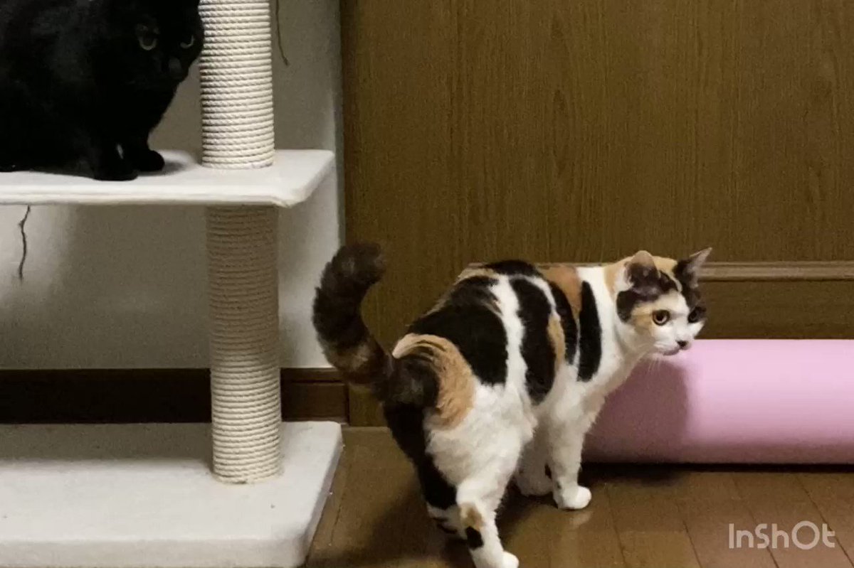 白猫 黒猫 仲良し眠り猫 ハートのシッポ Mufsbrands Com Br