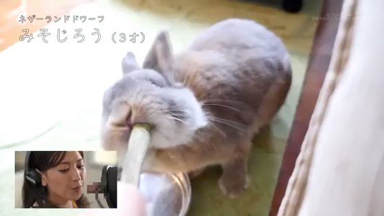 動物の映像かと思いきや左下のワイプｗｗｗｗｗｗｗｗ

裏垢女子好き〜w 
https://t.co/iEk1hANfBK